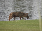 Mama coyote