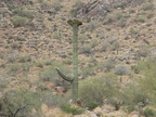 Crested Saguaro