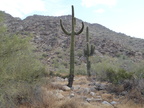 Skinny Saguaro