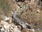 Saguaro skeleton
