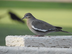 White-winged Dove