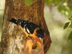 Black-headed Grosbeak