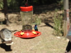 Broad-billed Hummingbird