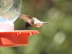 Black-chinned Hummingbird