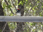 Acorn Woodpecker