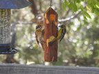 Black-headed Grosbeak (f) and Immature Bullock's Oriole