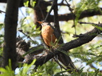 American Robin