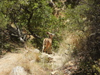 Mule Deer