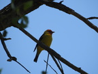 Western Tanager