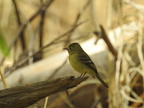 Cordilleran Flycatcher
