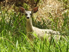 Mule Deer