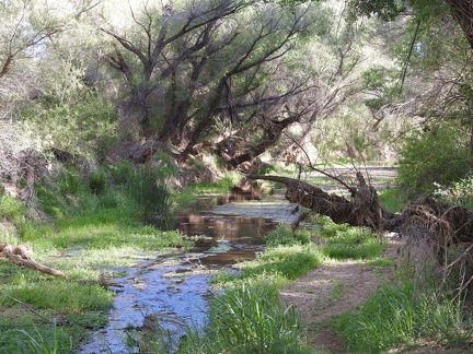 San Pedro River near Hereford Bridge