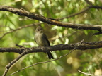 Western Wood-Pewee