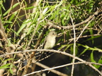 Willow Flycatcher