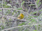 Wilson's Warbler