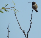 Black-chinned Hummingbird