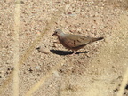 Common Ground-Dove