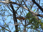 Bullock's Oriole