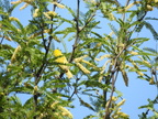 Yellow Warbler