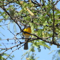 Yellow-breasted Chat