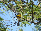 Yellow-breasted Chat