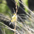 Lesser Goldfinch (banded)