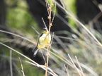 Lesser Goldfinch (banded)
