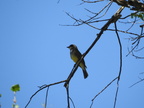 Cassin's Kingbird