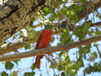 Summer Tanager
