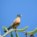 American Robin