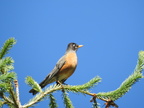 American Robin