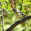 Cassin's Vireo