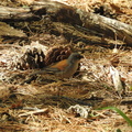 Yellow-eyed Junco