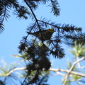 Townsend's Warbler