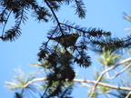 Townsend's Warbler