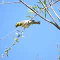 Townsend's Warbler