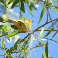 Wilson's Warbler