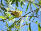 Wilson's Warbler