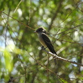Western Wood-Pewee