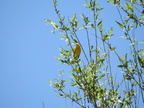 Yellow Warbler