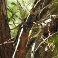Cordilleran Flycatcher