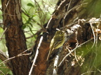 Cordilleran Flycatcher