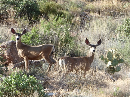 Mule deer