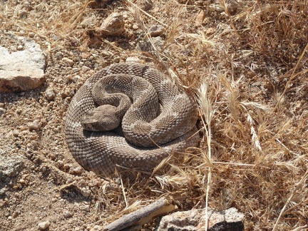 Western Diamondback Rattlesname