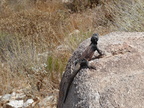 Common Chuckwalla