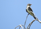 Olive-sided Flycatcher