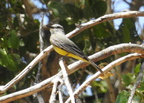 Tropical Kingbird