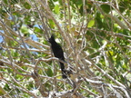 Phainopepla