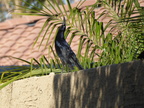 Great-tailed Grackle