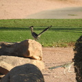 Greater Roadrunner